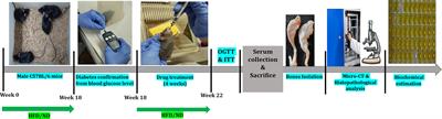 Linagliptin in Combination With Metformin Ameliorates Diabetic Osteoporosis Through Modulating BMP-2 and Sclerostin in the High-Fat Diet Fed C57BL/6 Mice